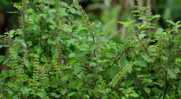 Medicinal Plants