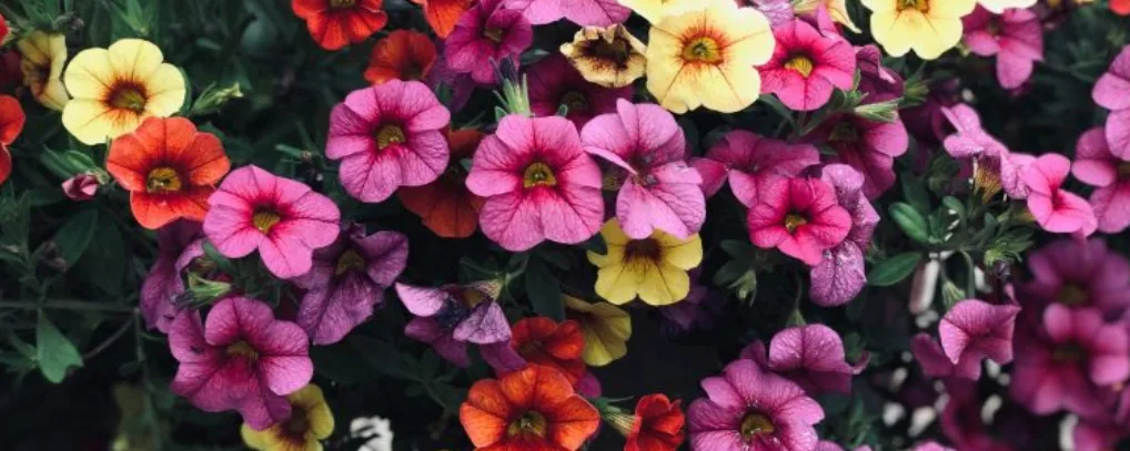 Flowering Plants