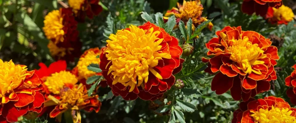 Ornamental Plants